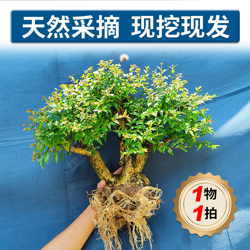 鱼缸造景水陆缸水景缸装饰