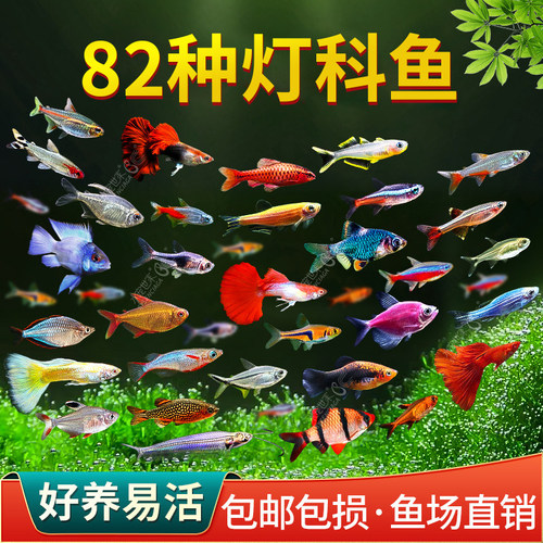 红绿灯宝莲灯科鱼小型热带观赏鱼