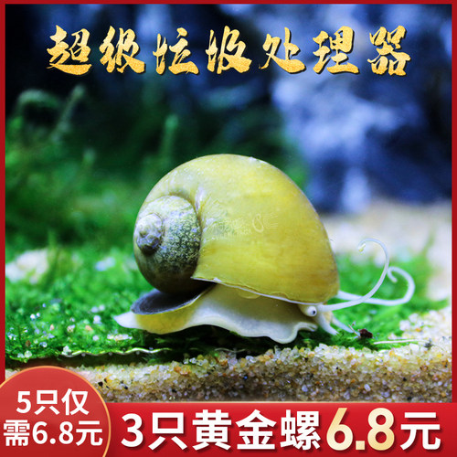黄金螺淡水螺除藻吃粪便工具螺