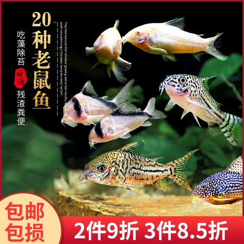 清道夫工具鱼金苔鼠花椒鼠熊猫鼠珍珠鼠茉莉豹纹鼠清洁底栖鱼活体 - 封面
