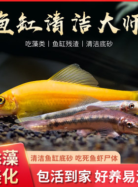 金苔鼠活体热带青苔鼠清洁工具鱼