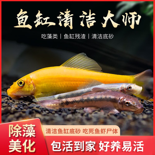 金苔鼠活体热带青苔鼠清洁工具鱼