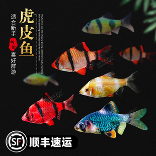 虎皮鱼活体热带观赏鱼小型鱼新手好养耐活绿虎皮淡水鱼四间虎皮鱼