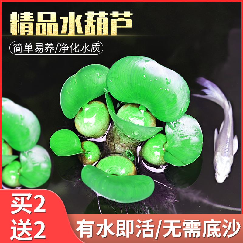 水葫芦浮萍水草花卉植物种苗鱼塘鱼池鱼缸养乌龟缸净化水质水芙蓉