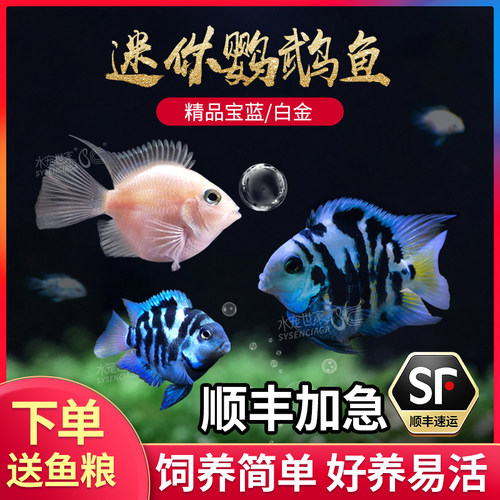 迷你鹦鹉鱼宝蓝白金鹦鹉慈鲷活体