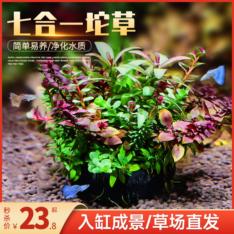 鱼缸新手懒人造景水草坨草增氧图片