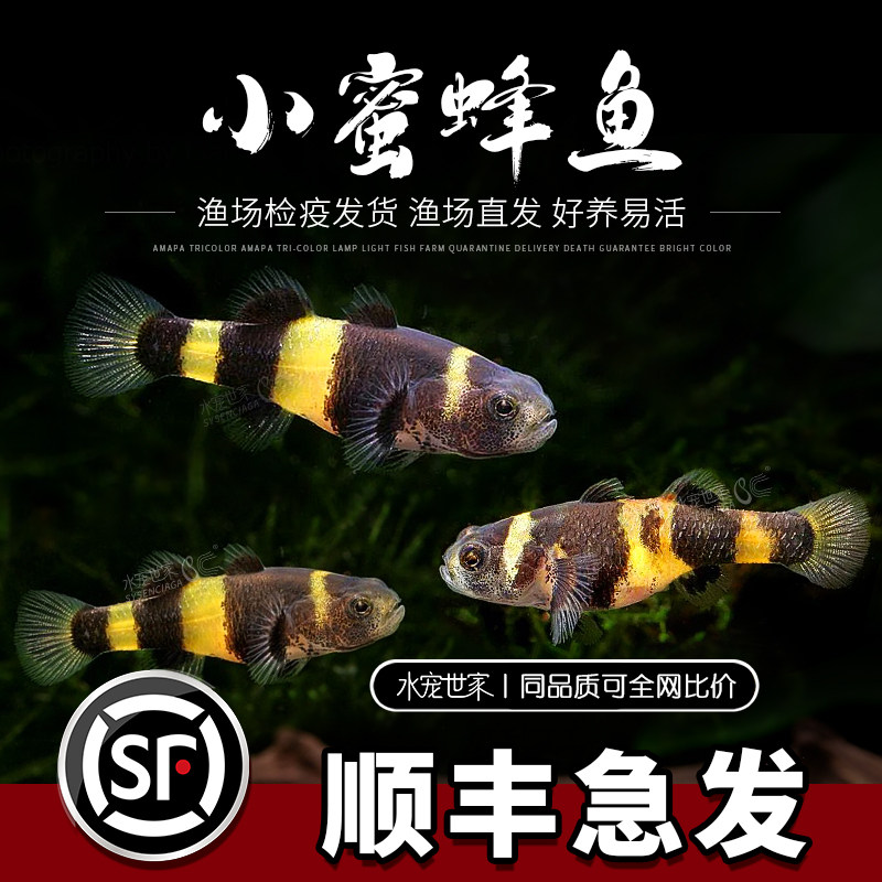 小蜜蜂活体热带小型鱼底层清洁吃残渣吃涡虫