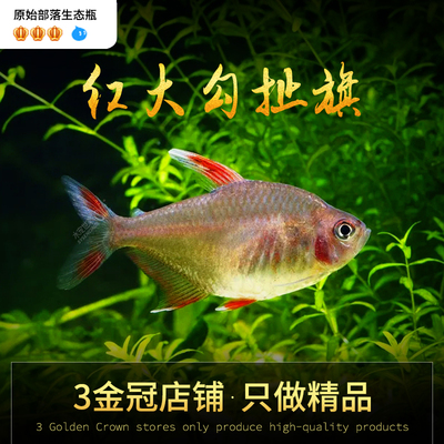 红大勾扯旗小型热带鱼好养耐活