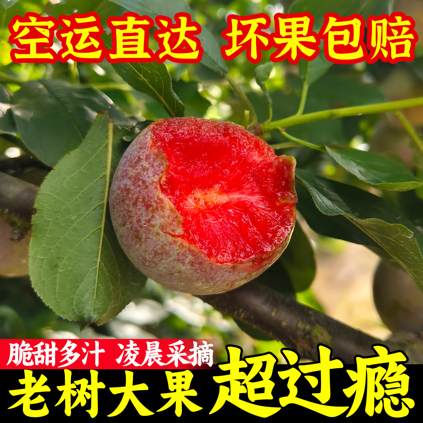 古田芙蓉李三华李脆爽甜当季水果果园现摘现发5斤10斤礼盒装