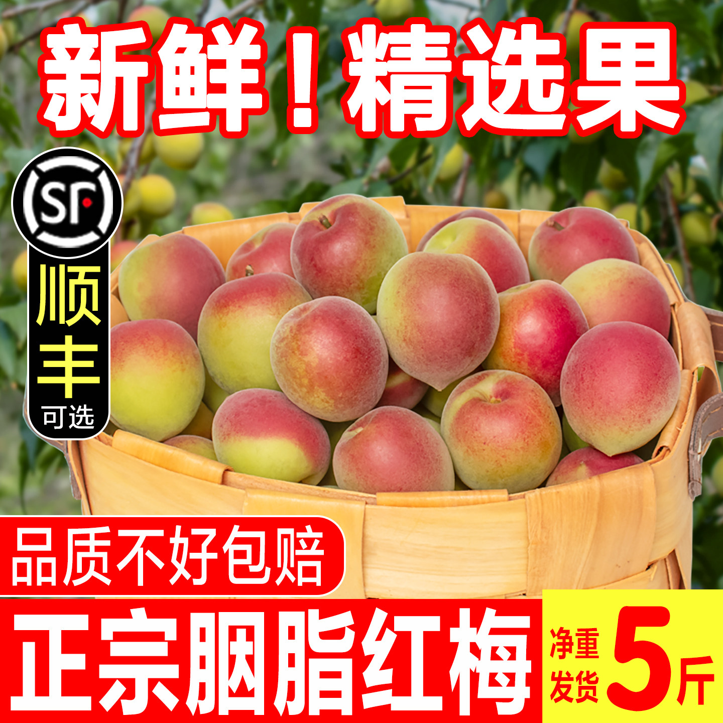 诏安胭脂梅新鲜青梅鲜果泡酒专用红梅野生酸脆梅子孕妇整箱包邮