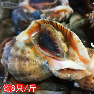500g 鲜活海螺