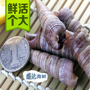 鲜活钉螺 丁螺500g