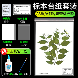 标本台纸腊叶植物标本夹中药普查专用40 a4A3卡纸树叶标本制作不干胶标本名标签塑自封袋 30cm国家标准款