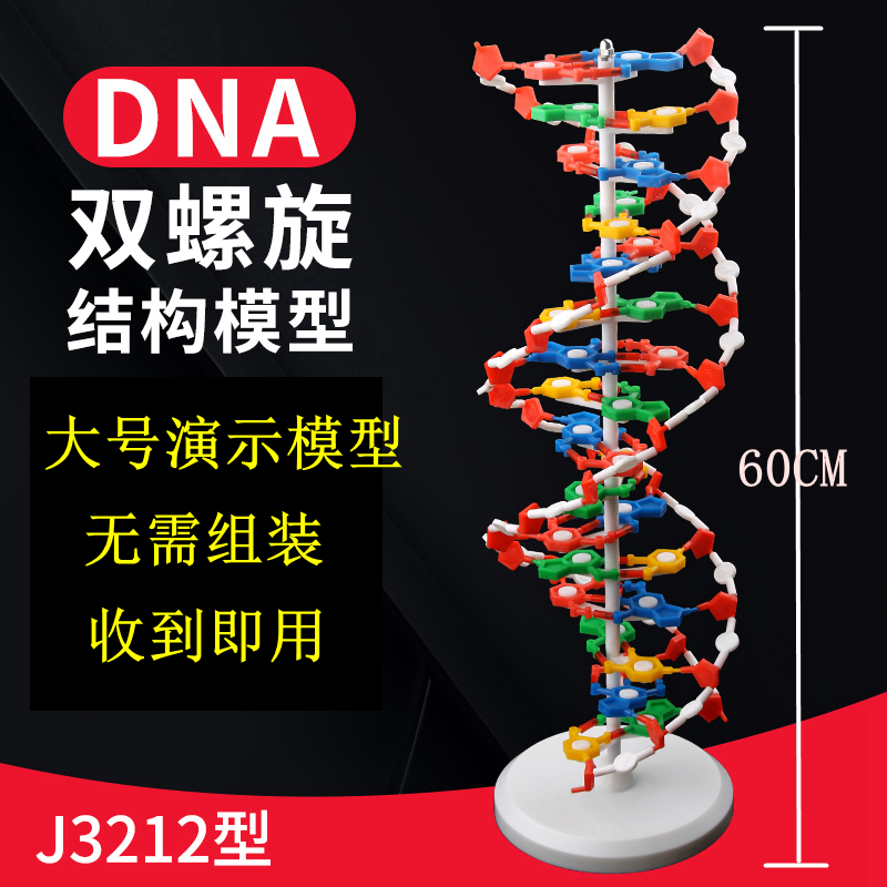 高中DNA双螺旋结构模型分子结构模型60cm大号带底座碱基对遗传基因生物科学教学仪器器材J33306脱氧核苷酸链 文具电教/文化用品/商务用品 教学仪器/实验器材 原图主图