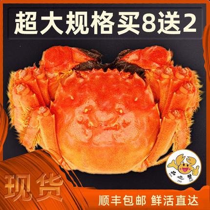 现货大闸蟹全母蟹3.0-3.3两共10只礼盒装鲜活特大螃蟹顺丰包邮