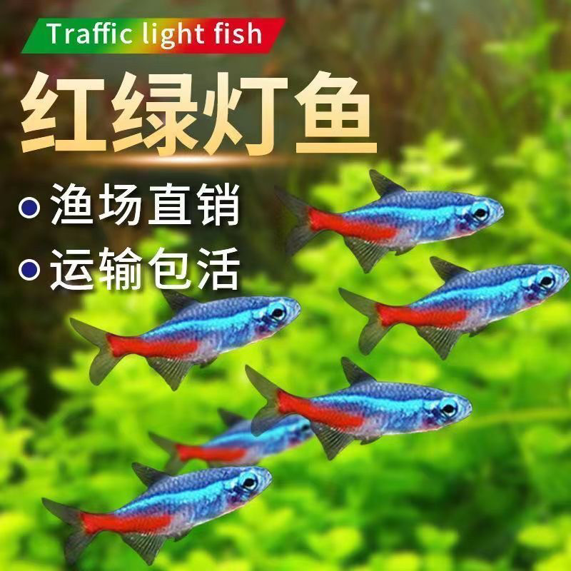 红绿灯鱼热带观赏鱼灯科鱼好养草缸群游小型鱼淡水宝莲灯