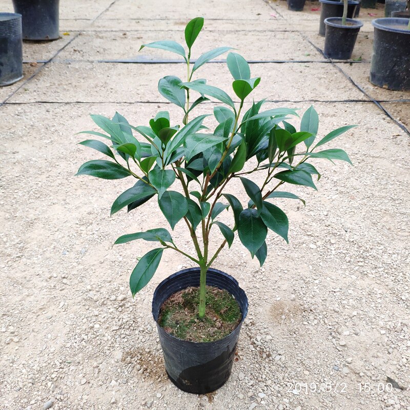 花鹤翎山茶花树苗四季净化空气窗台花卉室内福建龙岩名贵品种好养