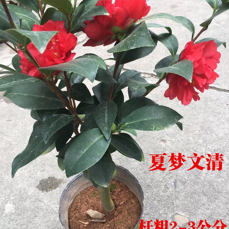 红山茶夏日夏梦系列重瓣新品种四季茶花抗旱耐热四季开花棕榈茶花