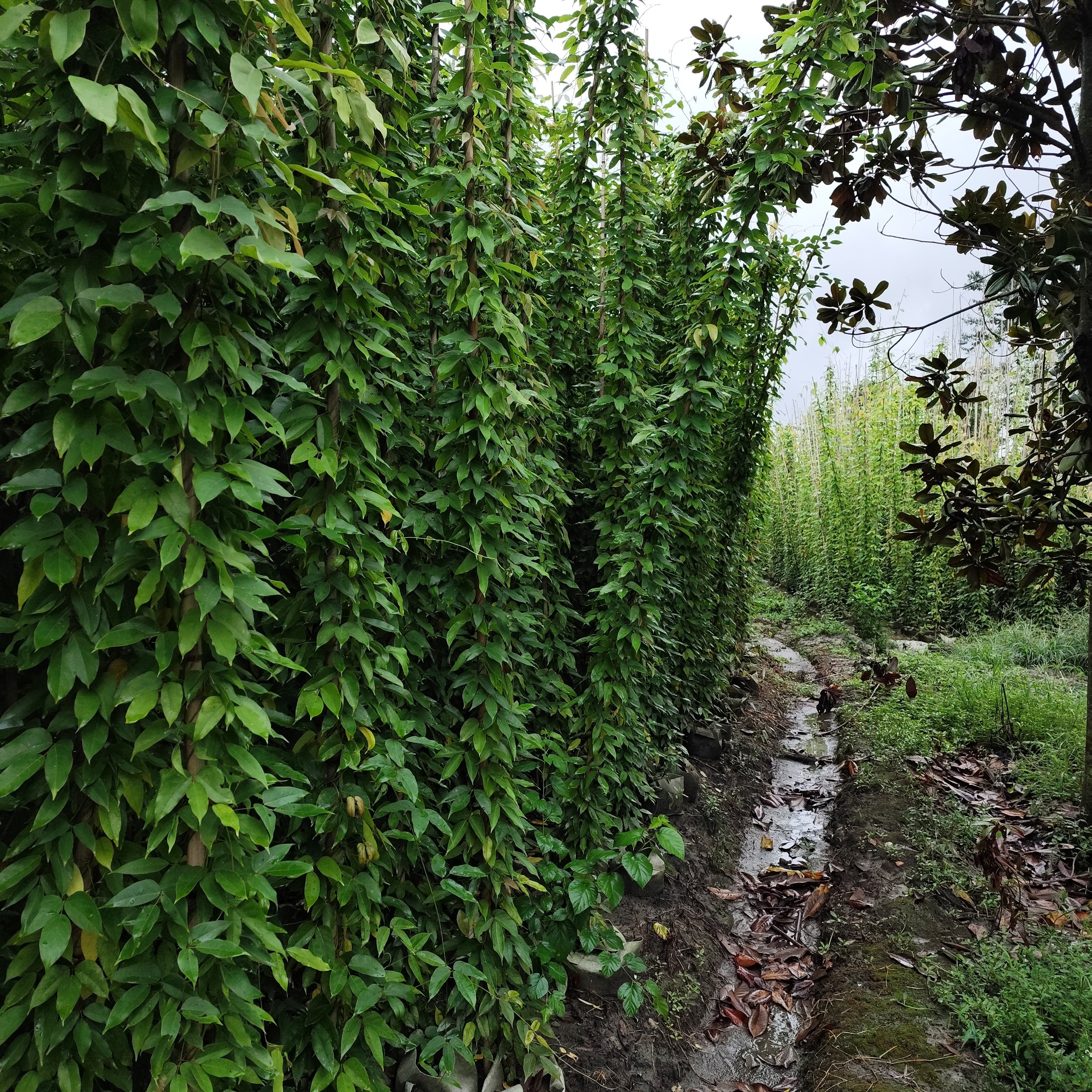 油麻藤无纺布袋工程苗，3-4米