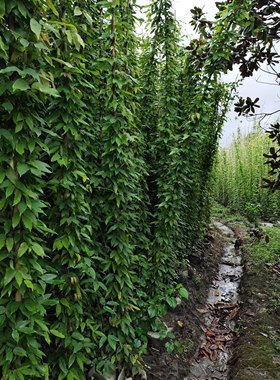 油麻藤无纺布袋工程苗，3-4米长，四季长绿，牛马藤苗，矿山护坡