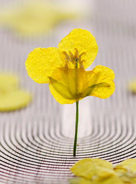 干花植物标本树叶贴画