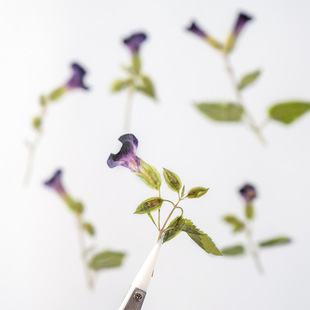 夏瑾侧带枝 永生花滴胶手机壳 diy手工贴画 押花画框干花书签压花