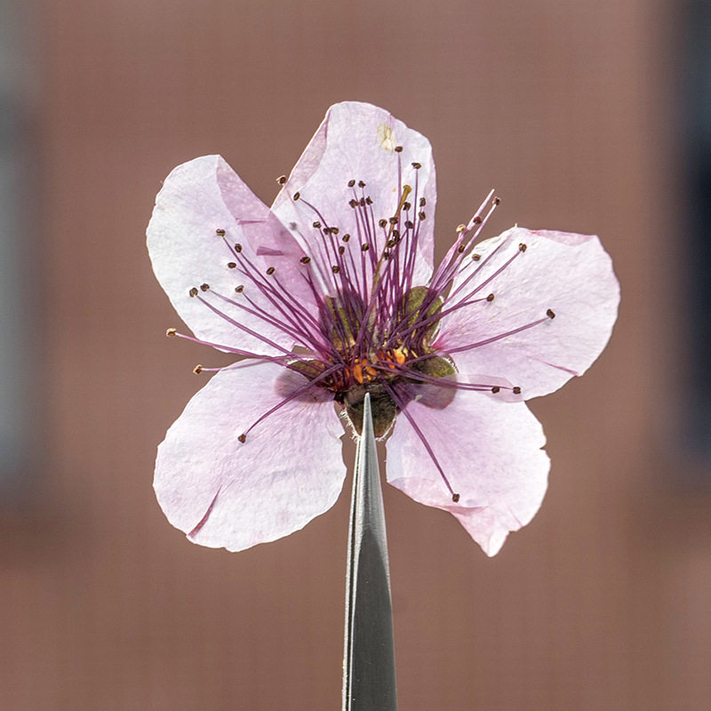 幼儿手工桃花植物标本diy滴胶押花手机壳书签幼儿园手工树叶贴画