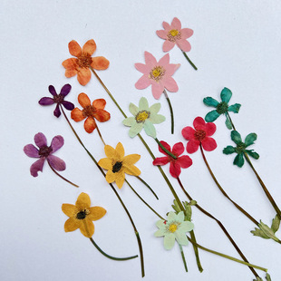 儿童手工书签贺卡拍摄道具花瓣妆干花压花老鸦瓣植物标本相框蜡烛