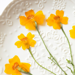 干枝干花押花植物教学标本DIY手工滴胶压花手机壳小清新花卉标本