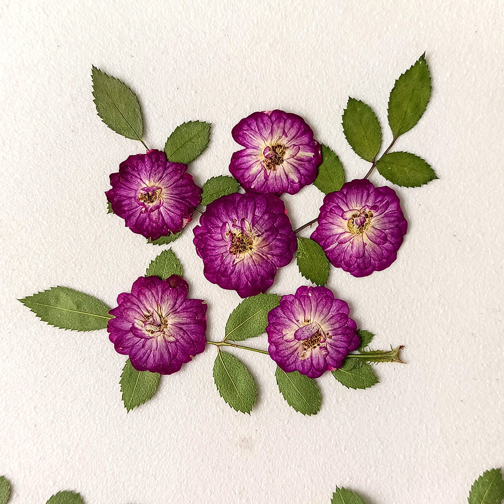 新品玫瑰花系滴胶项链耳坠干花手机壳diy材料真花押花儿童书签手