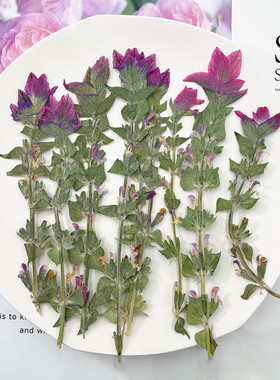 干花压花扇子手机壳彩苞鼠尾草