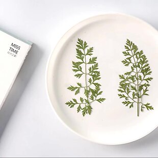 植物标本干花押花书签脸部装饰干花阿米芹叶diy真花材料包相框书