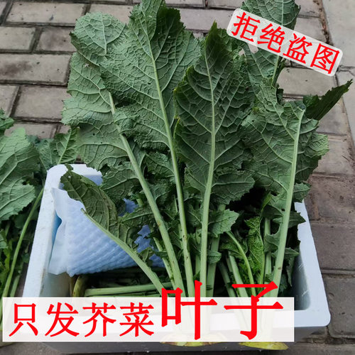 芥菜叶子新鲜现拔不带芥菜疙瘩