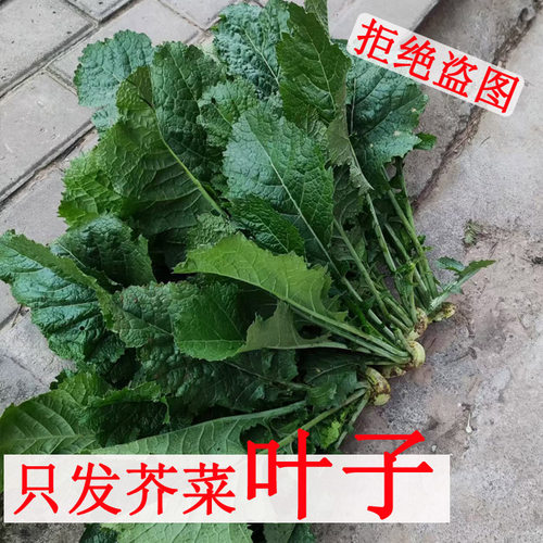 单发芥菜叶子芥菜疙瘩新鲜樱子