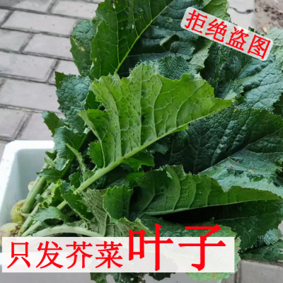 不带芥菜疙瘩河南芥菜叶子新鲜
