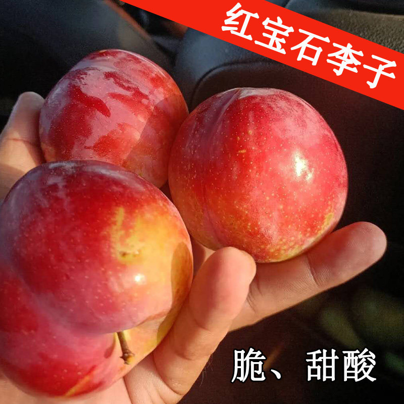 红宝石李子 新鲜时令水果孕妇水李子