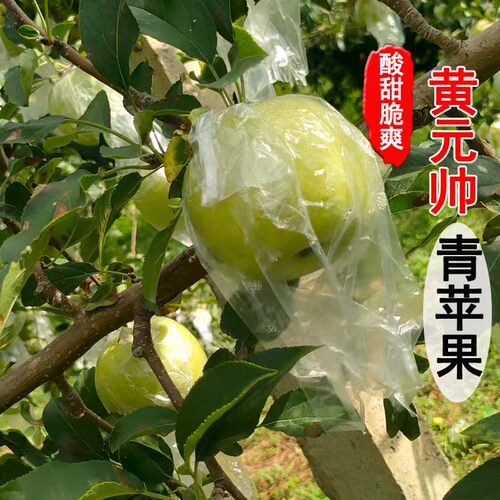 河南三门峡黄元帅青苹果整箱