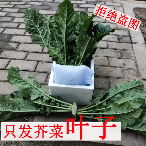 芥菜疙瘩叶子芥菜疙瘩樱子
