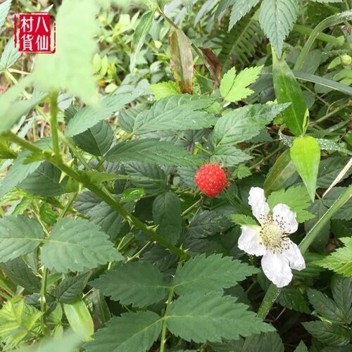 新鲜空心泡 蔷薇莓 七叶饭消扭 白花三月泡 龙船泡 蓬蘽全草500g
