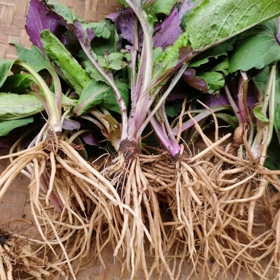 新鲜青草天青地红 菊三七 土三七 整棵全草带根500g包邮