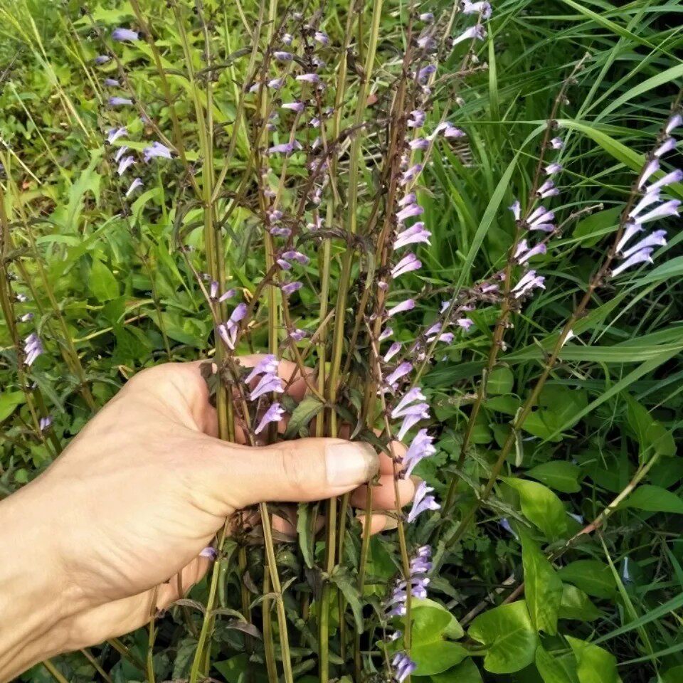 新鲜半枝莲 小号四方枝仔 四方枝 韩信草 全草500g包邮