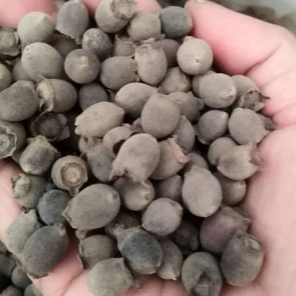 天然蓝莓 乌多尼果 甜乌多年果 泥尼果 山棯子果 桃金娘果500g