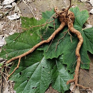 新鲜大叶蛇泡簕 八月泡 粗叶悬钩子 纯根500g包邮