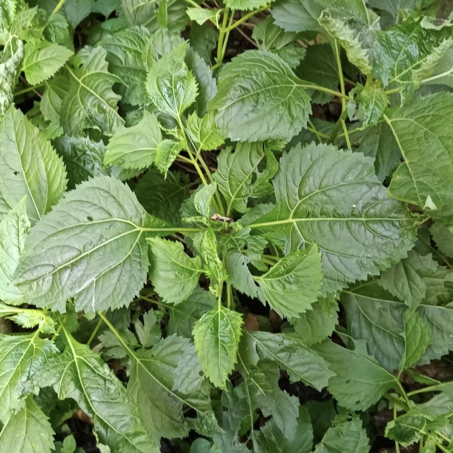 新鲜下田菊白龙须水胡椒风气草汗苏麻全草2株