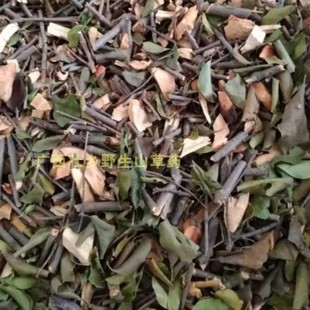 天然柘树寄生 柘桑寄生 黄桑树寄生山荔枝寄生野梅子寄生500g