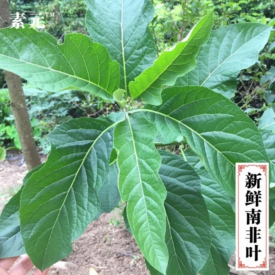 新鲜南非叶 南非叶 马来西亚大苦叶树苗 将军叶 纯叶500g包邮