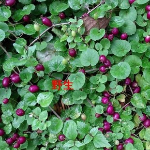 新鲜铜锤玉带草 地茄子草 扣子草 马莲草 地浮萍全草500g包邮