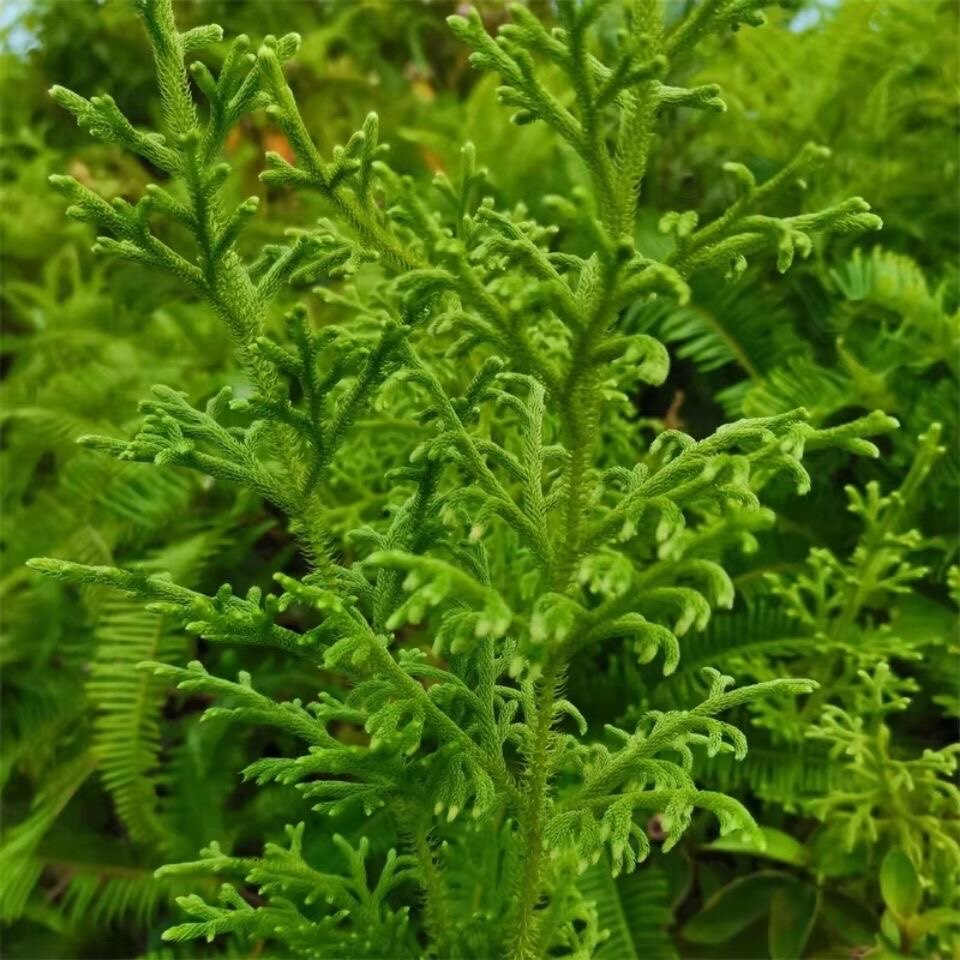 新鲜伸筋草 舒筋草 宽筋藤 狮子草 百部伸筋全草500g包邮