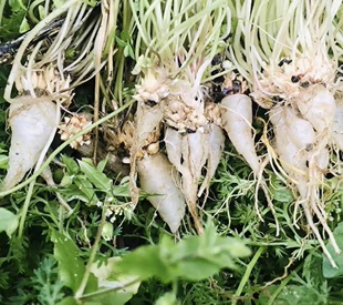 新鲜红花醡 大叶酢浆草 红三叶草 幸运草 红花酢浆草 全草500g