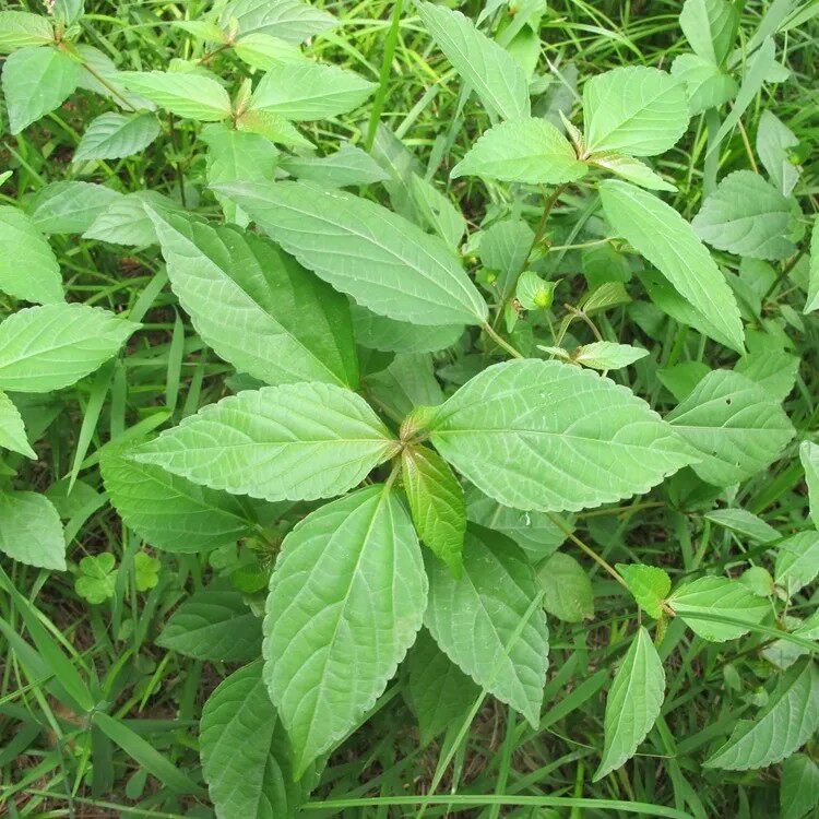 新鲜铁苋菜 耳仔茶 湿海蚌含珠 鲜活蚌壳草 全草带根500g包邮 - 实物图